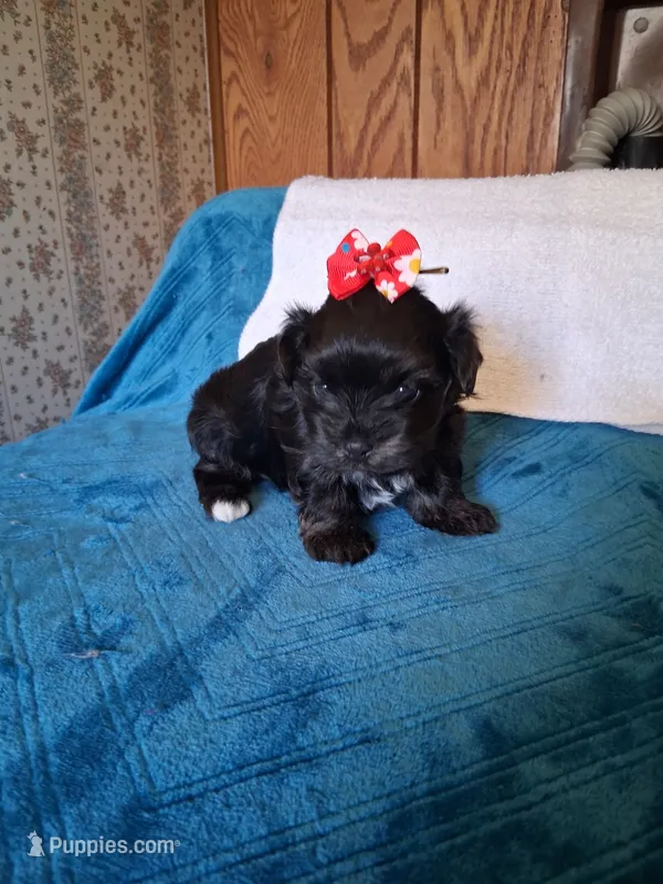 Tiny Tica – Morkie puppy for sale in Black River, NY