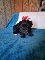 Tiny Tica, a female Morkie for sale in Black River, NY – 1 of 1