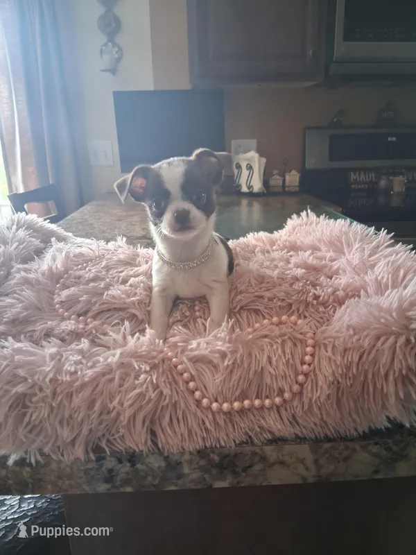 Tica – Shih Tzu puppy for sale in Black River, NY