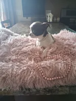 Tica, a female Shih Tzu for sale in Black River, NY – Photo 2 of 2