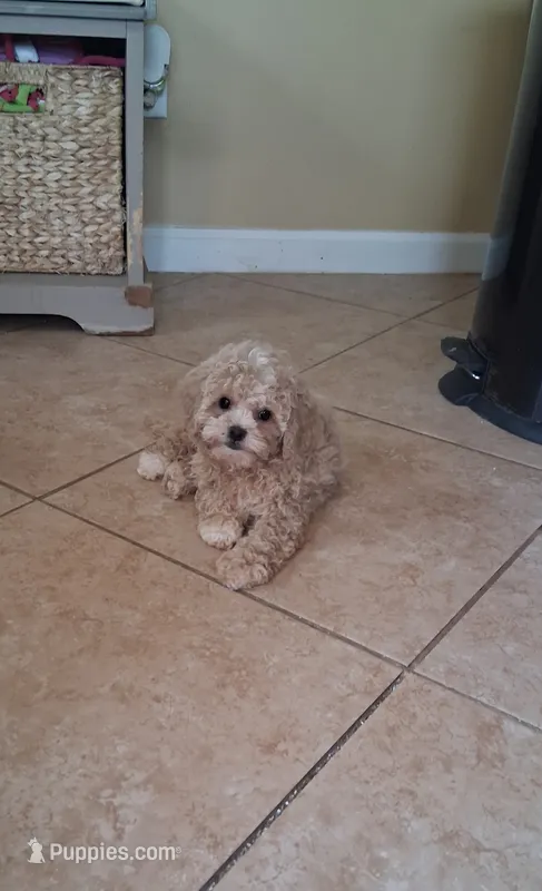Toby – Cavapoo puppy for sale in Black River, NY