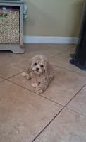 Toby, a male Cavapoo for sale in Black River, NY – 1 of 2