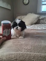 Tiny tim, a male Shih Tzu for sale in Black River, NY – 2 of 2
