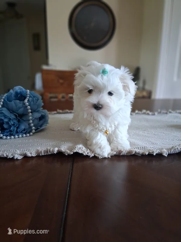 Armani  – Maltese puppy for sale in Black River, NY