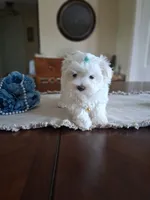 Armani , a male Maltese for sale in Black River, NY – 1 of 1