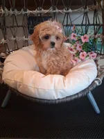 Tica, a female Cavapoo for sale in Black River, NY – 1 of 2