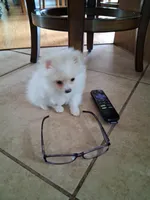 Teacup Tim, a male Pomeranian for sale in Black River, NY – Photo 4 of 4