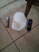 Teacup Tim, a male Pomeranian for sale in Black River, NY – Photo 3 of 4