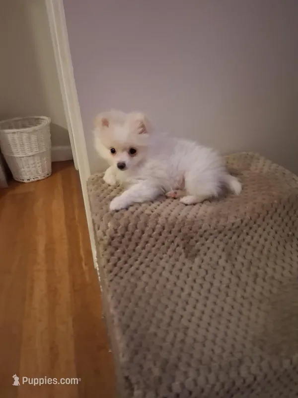 Teacup Tim – Pomeranian puppy for sale in Black River, NY