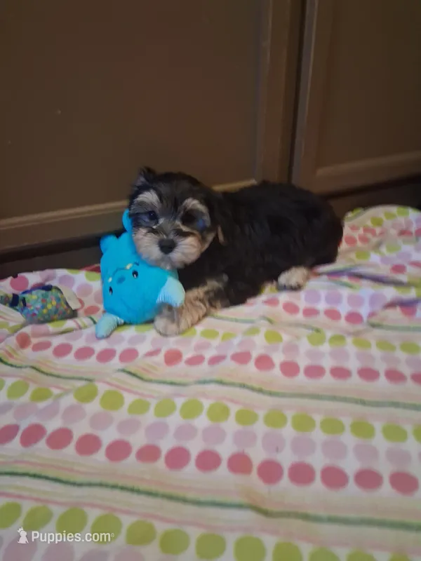 Toby – Morkie puppy for sale in Black River, NY