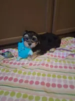 Toby, a male Morkie for sale in Black River, NY – 1 of 1