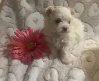 Teacup tina, a female Maltese for sale in Black River, NY – 1 of 2