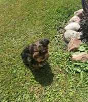 Bentley , a male Yorkshire Terrier for sale in Black River, NY – 2 of 2