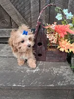Tiny tim, a male Maltipoo for sale in Black River, NY – 1 of 2