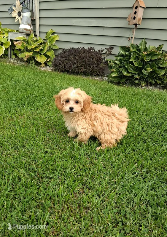 Tino – Maltipoo puppy for sale in Black River, NY