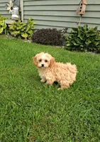Tino, a male Maltipoo for sale in Black River, NY – 1 of 1