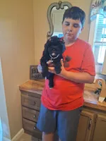Tica, a female Cavapoo for sale in Black River, NY – 1 of 1