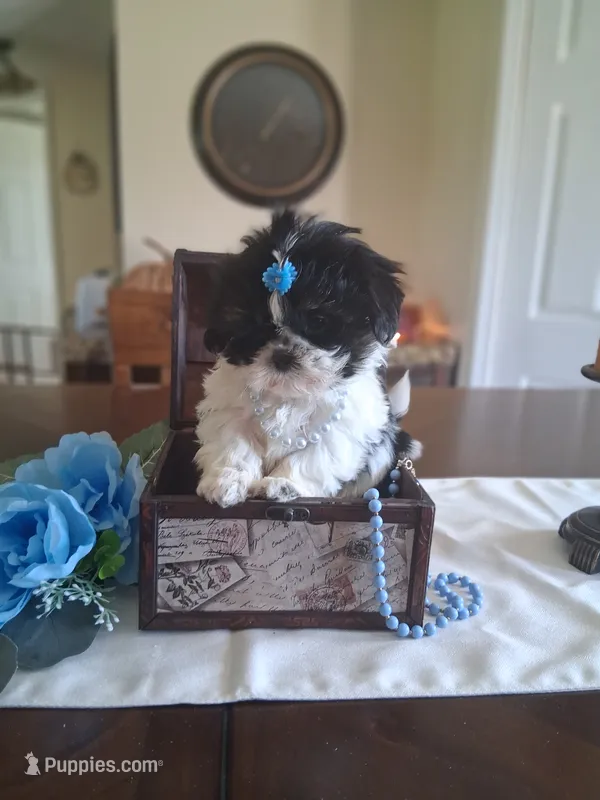 Tiny tim – Shih Tzu puppy for sale in Black River, NY