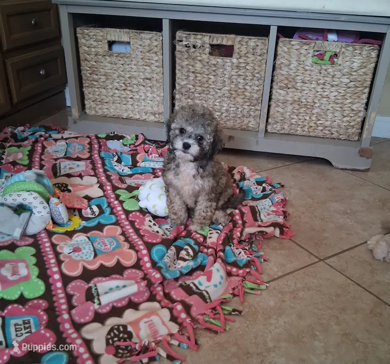 Milo – Cavapoo puppy for sale in Black River, NY