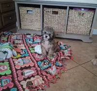 Milo, a male Cavapoo for sale in Black River, NY – 1 of 2
