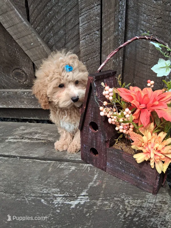 Bentley – Maltipoo puppy for sale in Black River, NY