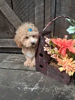 Bentley, a male Maltipoo for sale in Black River, NY – 1 of 2