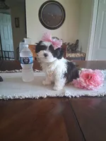 Molly, a female Mal Shi for sale in Black River, NY – 2 of 2
