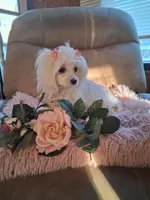 Teacup Tica, a female Maltese for sale in Black River, NY – Photo 1 of 2