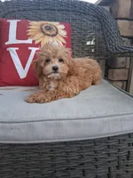 Cavapoo , a male Cavapoo and Maltese for sale in Black River, NY – 2 of 2