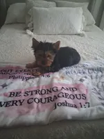 Teddy, a male Yorkshire Terrier for sale in Black River, NY – Photo 3 of 3