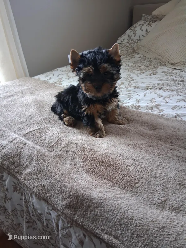 Teddy – Yorkshire Terrier puppy for sale in Black River, NY