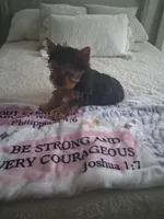 Teddy, a male Yorkshire Terrier for sale in Black River, NY – Photo 2 of 3