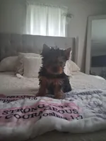 Teddy, a male Yorkshire Terrier for sale in Black River, NY – Photo 1 of 3