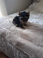 Teddy, a male Yorkshire Terrier for sale in Black River, NY – Photo 2 of 2