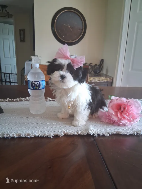 Molly – Mal Shi puppy on hold in Black River, NY