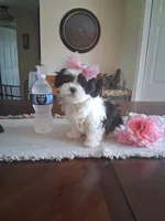 Molly, a female Mal Shi for sale in Black River, NY – 1 of 2
