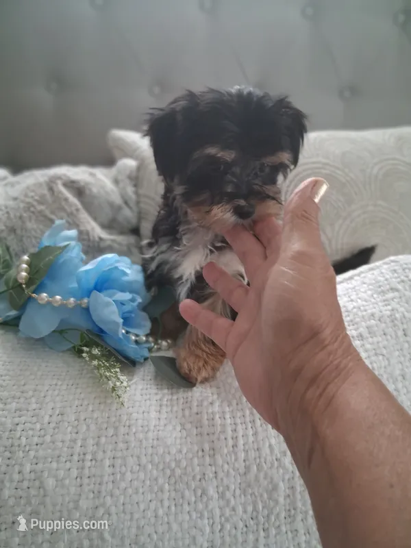 Morkie male tiny – Morkie puppy for sale in Black River, NY