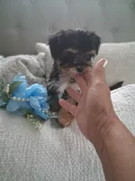 Morkie male tiny, a male Morkie for sale in Black River, NY – 1 of 2