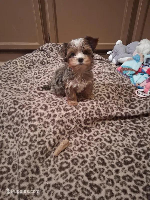 Merle  – Yorkshire Terrier puppy for sale in Black River, NY