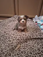 Merle , a male Yorkshire Terrier for sale in Black River, NY – Photo 3 of 3