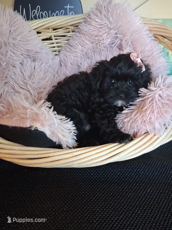 Maura – Cavapoo puppy for sale in Black River, NY