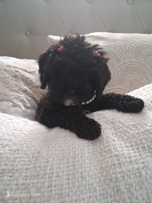 Lilly – Cavapoo puppy for sale in Black River, NY