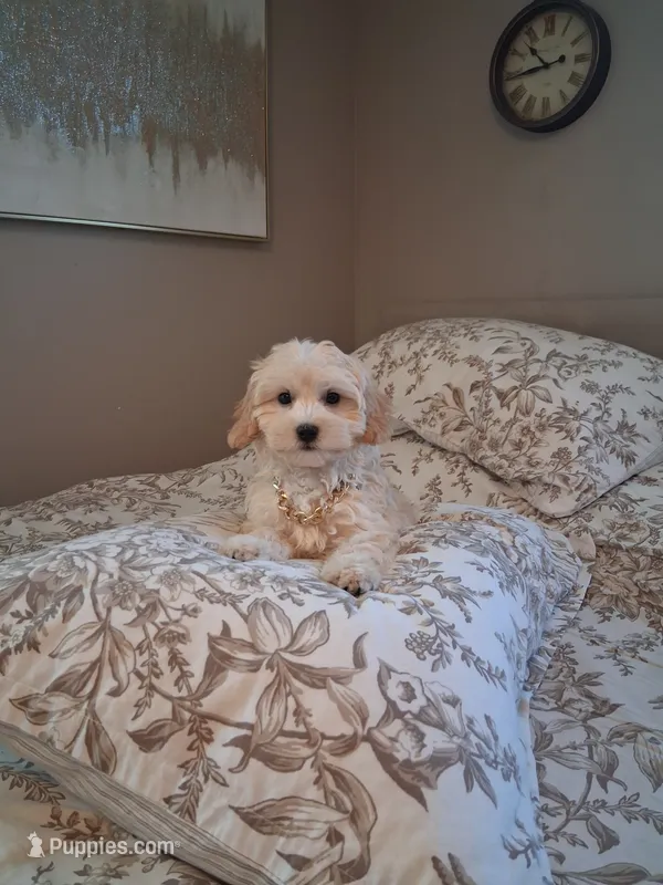 Maltipoo male – Maltipoo puppy for sale in Black River, NY