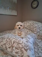 Maltipoo male, a male Maltipoo for sale in Black River, NY – 1 of 3