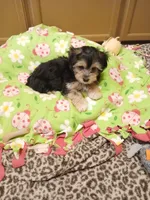 Teddy, a male Morkie for sale in Black River, NY – Photo 1 of 2