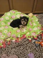 Teddy, a male Morkie for sale in Black River, NY – Photo 2 of 2