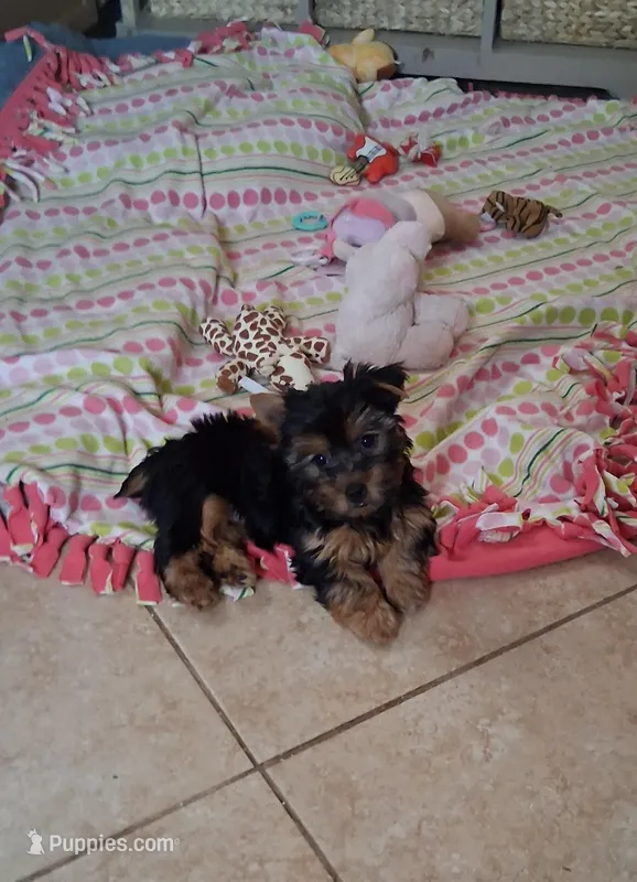 Teddy – Yorkshire Terrier puppy for sale in Black River, NY