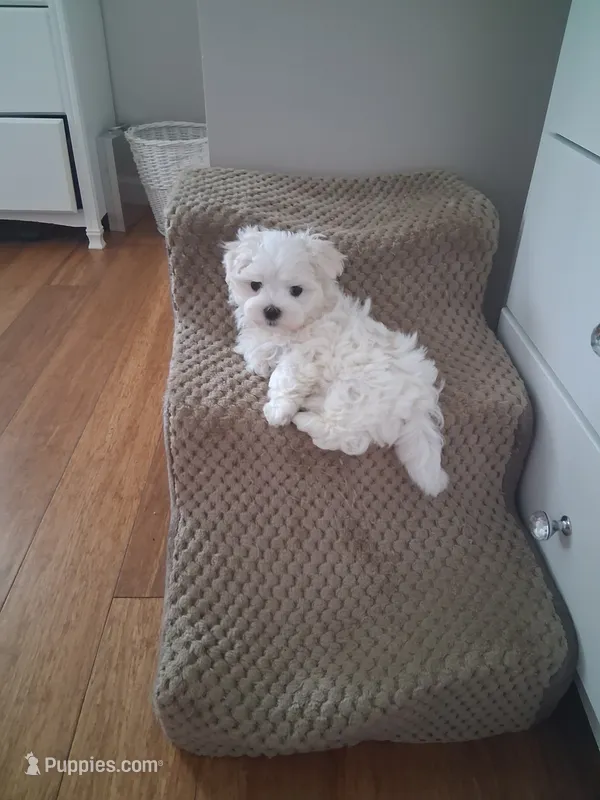 Armani – Maltese puppy for sale in Black River, NY