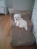 Armani, a male Maltese for sale in Black River, NY – 1 of 1