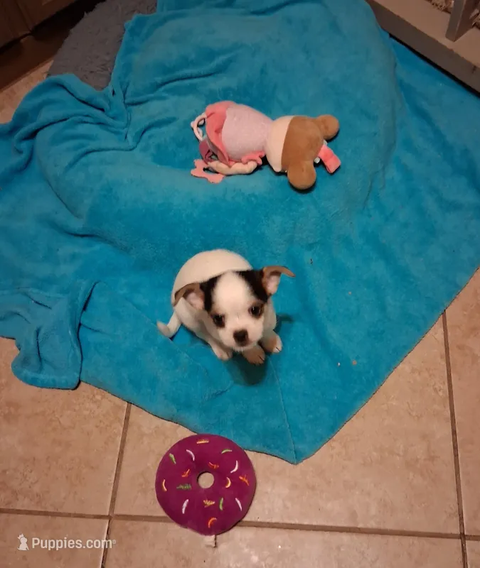 Tino – Chihuahua puppy for sale in Black River, NY
